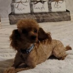 Toy Teacup Poodle Puppies For Sale By Breeders In Alabama Lowry Toy