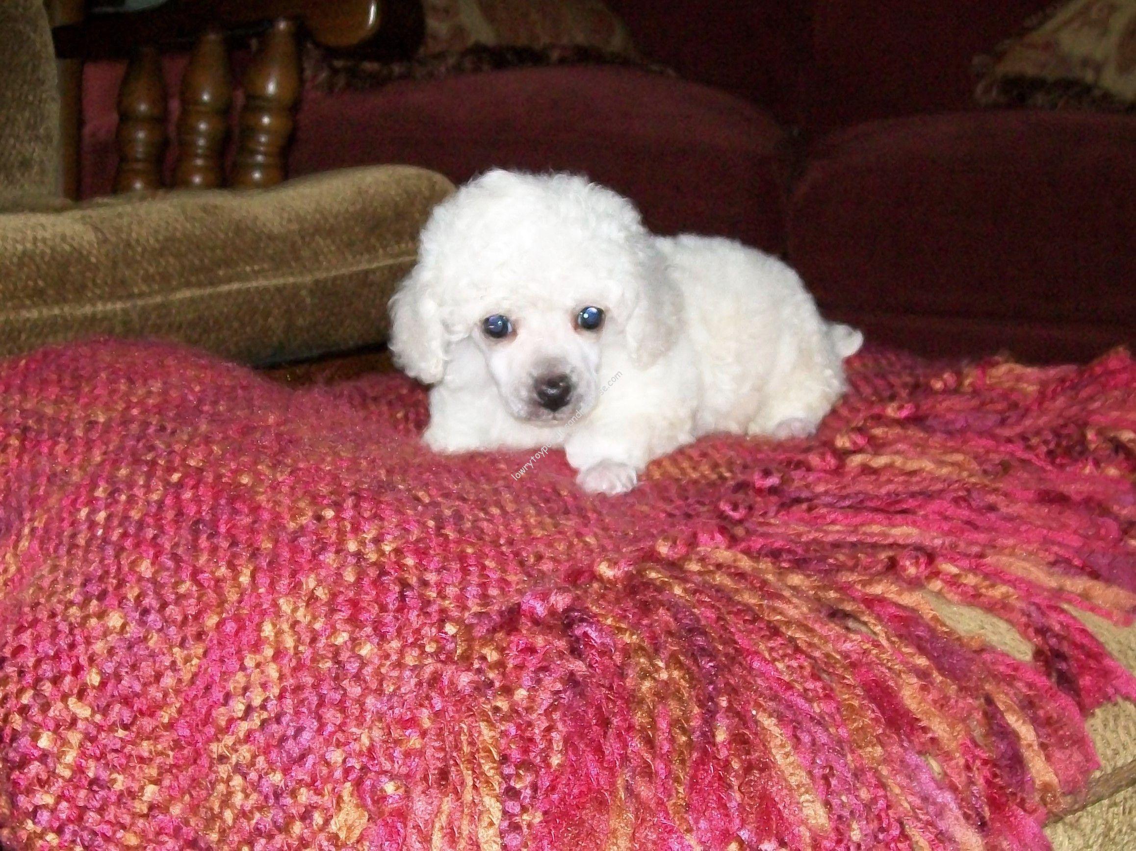 tiny teacup poodle for sale