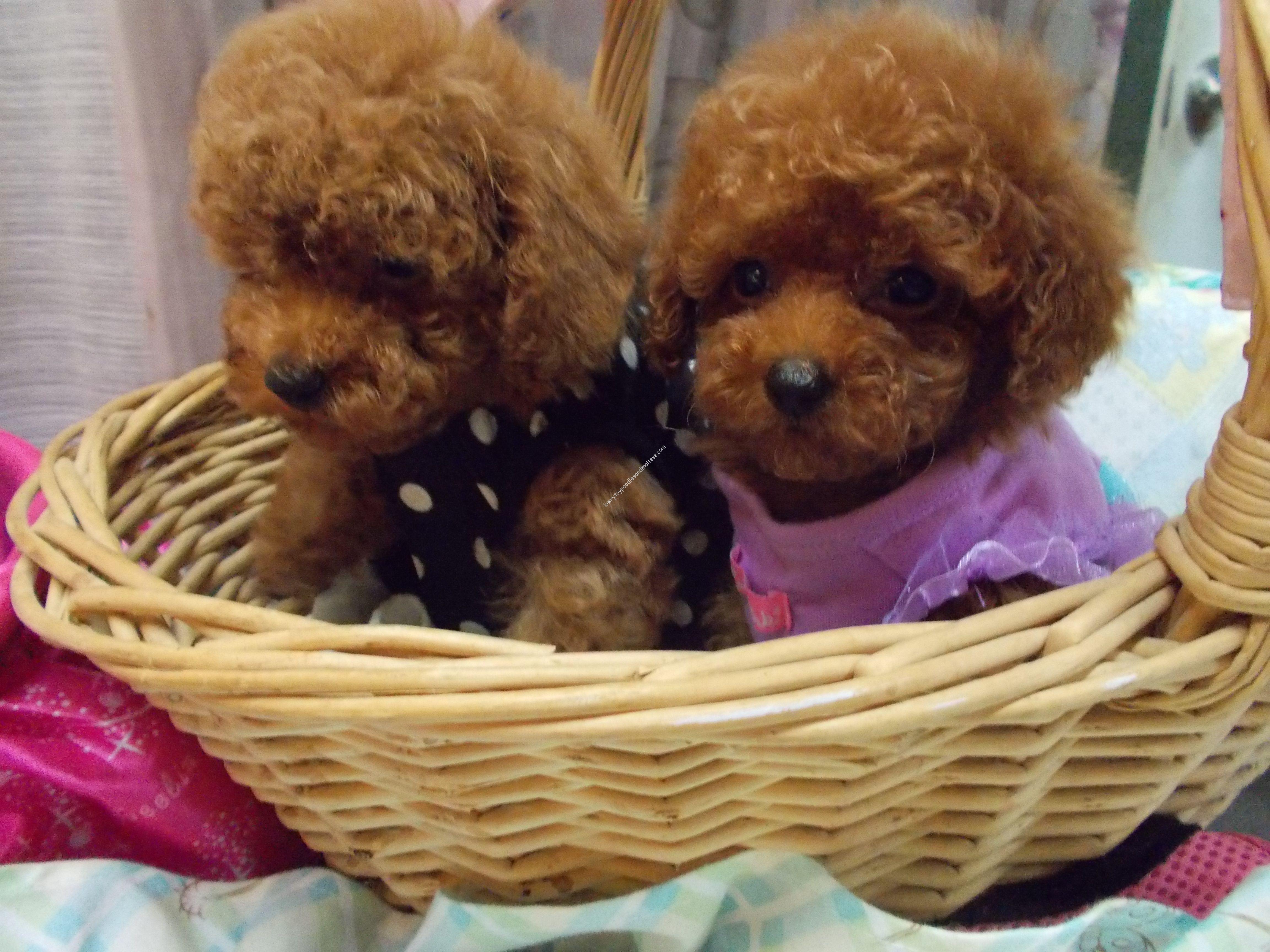 tiny toy poodle puppies for sale