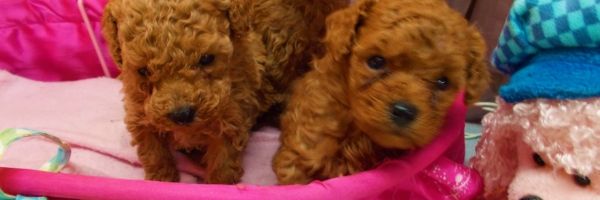 Teacup Toy Poodle Puppies for Sale