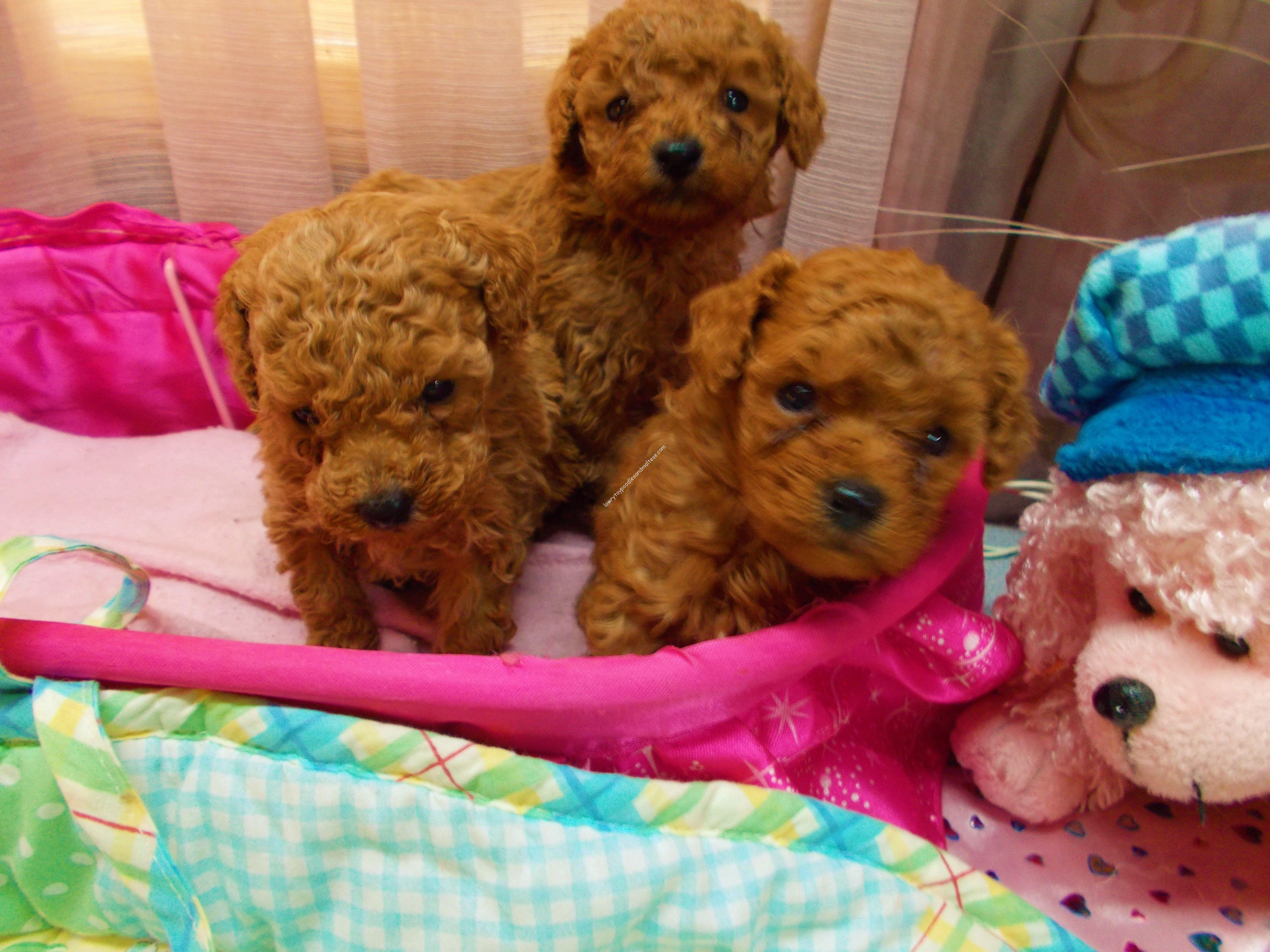 pocket poodle puppies for sale
