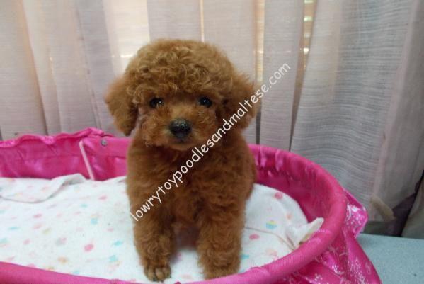 red poodles for sale