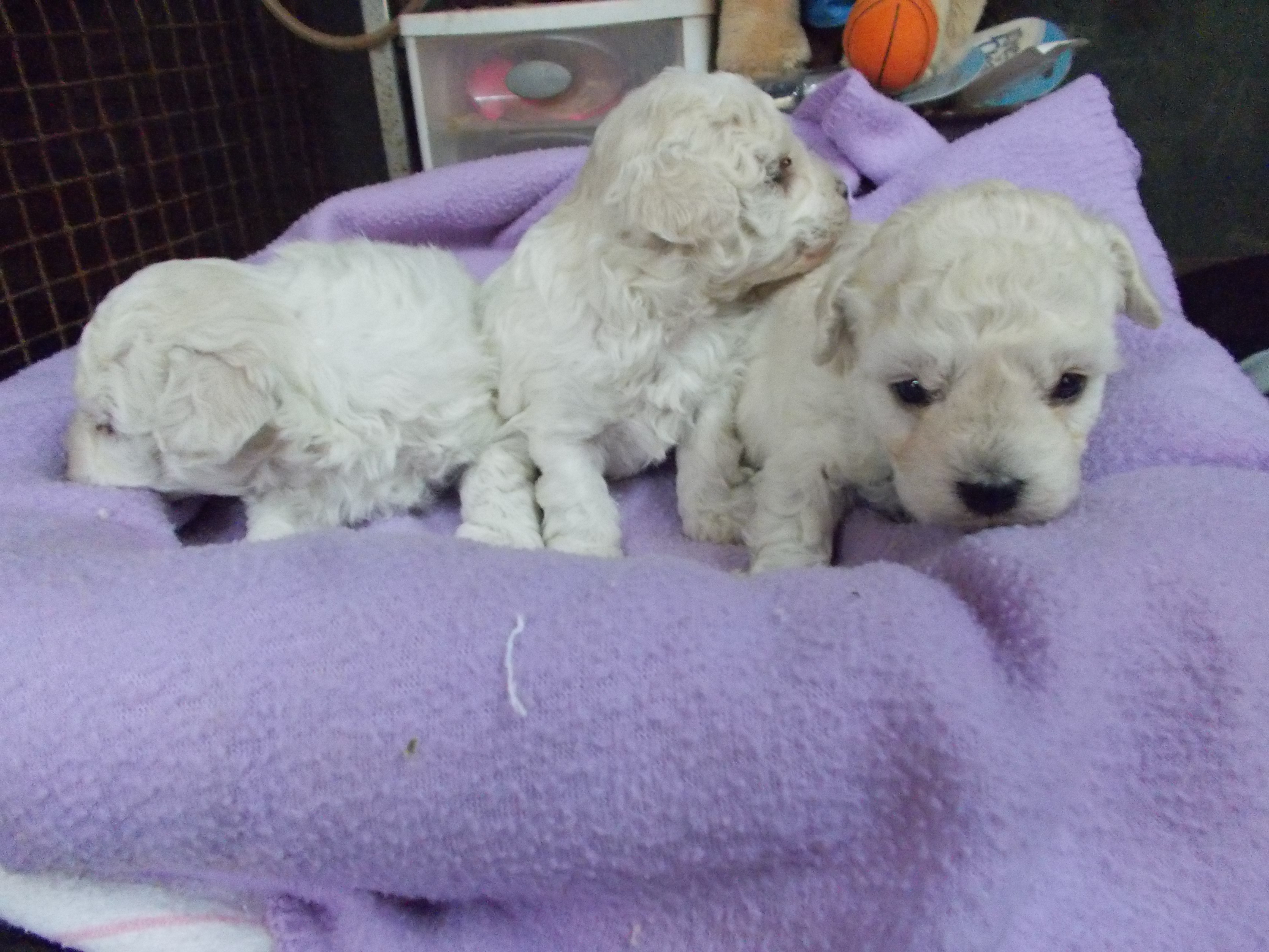 how many puppies in a litter of toy poodles
