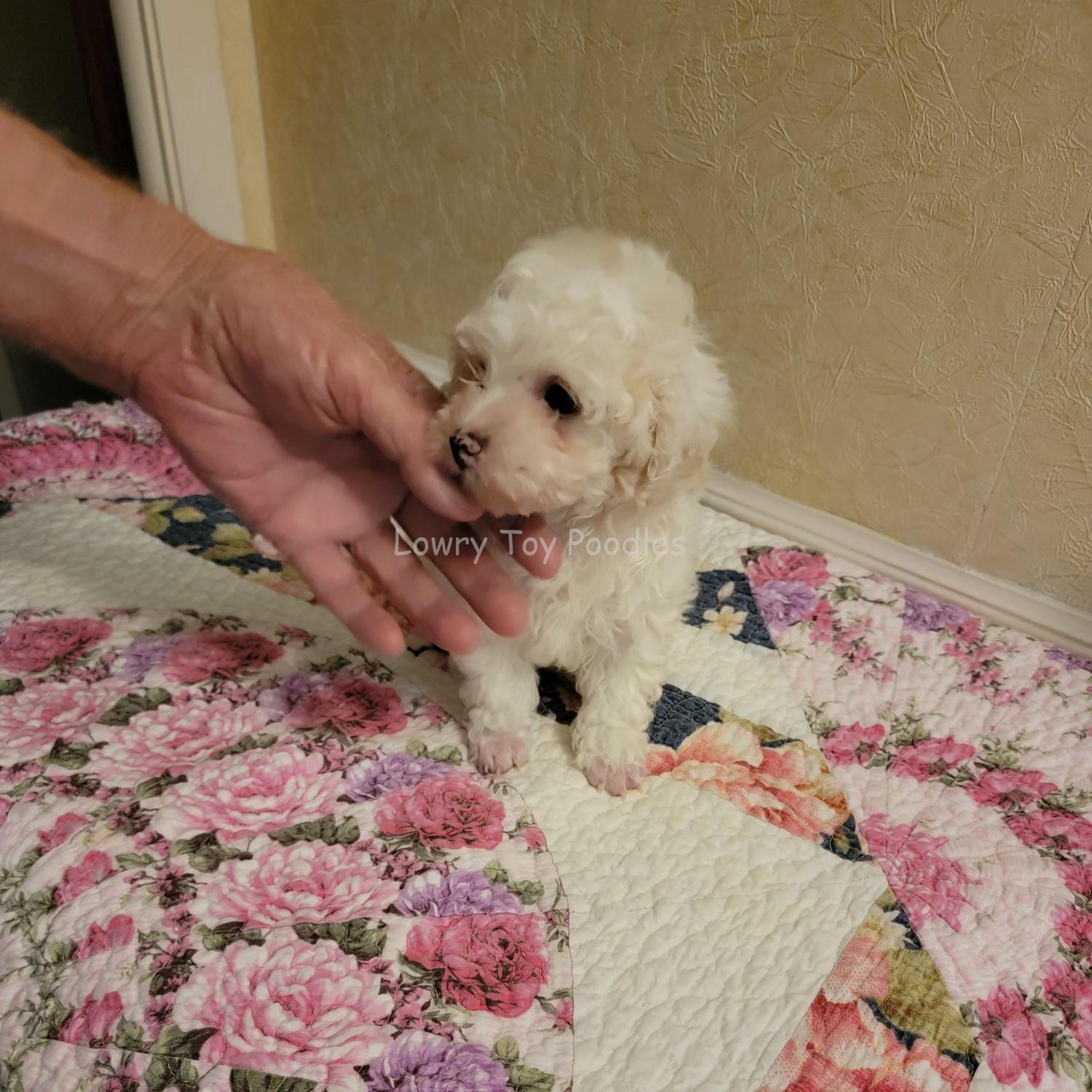 Two Ice White Toy Poodles FOR SALE